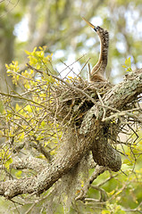 Image showing Anhinga female on nest. Amelia Island, Florida