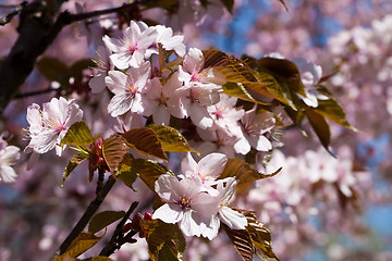 Image showing Cherry blossom