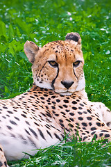 Image showing Cheetah