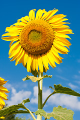 Image showing Sunflower