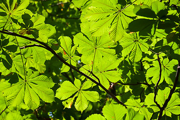 Image showing Leaves background