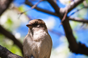 Image showing Sparrow