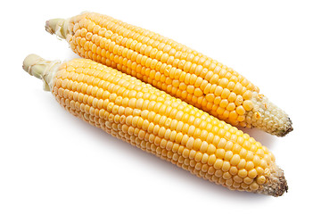 Image showing Corn