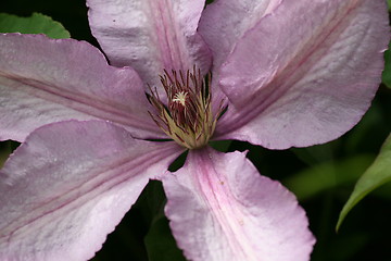 Image showing clematis