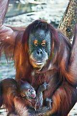 Image showing Orangutan