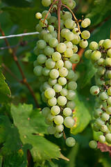 Image showing Grapes