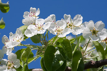 Image showing Apple flowers