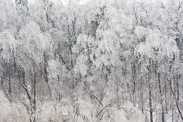 Image showing Winter forest