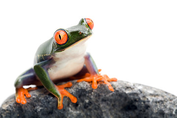 Image showing frog closeup on white