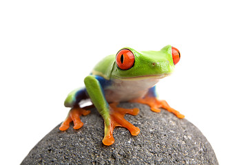 Image showing frog on rock