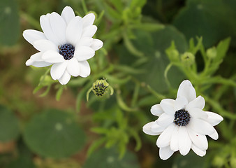 Image showing White marguerites flowers in the summer garden