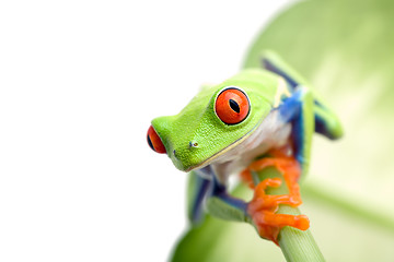 Image showing frog on leaf