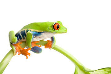 Image showing frog on stem isolated