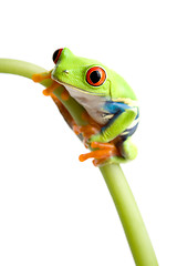 Image showing red-eyed tree frog