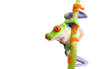 Image showing frog climbing