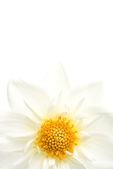 Image showing dahlia highkey isolated