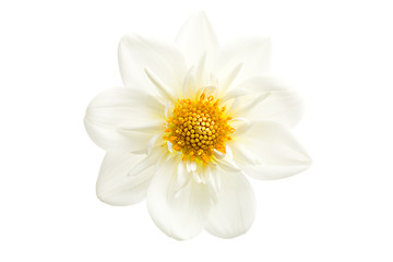 Image showing dahlia closeup isolated