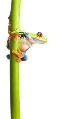 Image showing frog on plant stem isolated