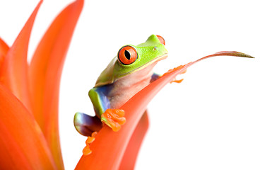 Image showing frog on a plant