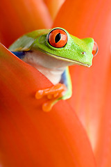 Image showing frog in a plant