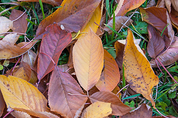 Image showing Autumn in Garden