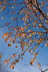 Image showing Autumn