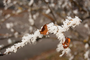 Image showing Winter