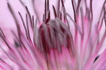 Image showing clematis