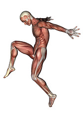 Image showing Male Anatomy Figure