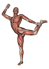 Image showing Male Anatomy Figure