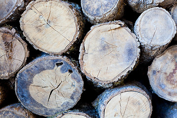 Image showing wood pile