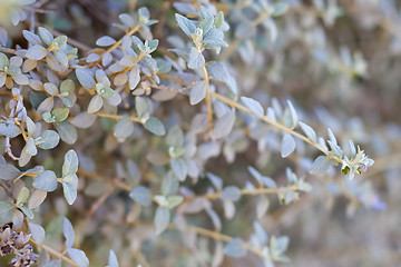 Image showing grey leaves