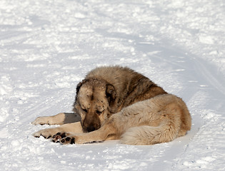 Image showing Dog sleeping on ski slope