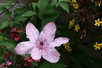 Image showing clematis