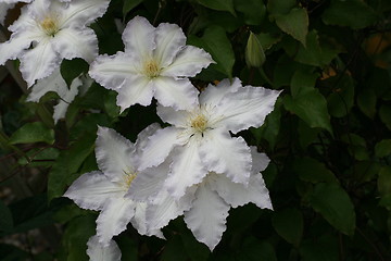 Image showing clematis