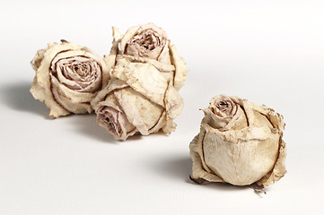 Image showing Dried roses 