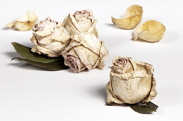 Image showing Dried roses 