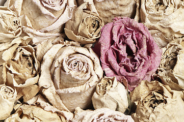 Image showing Dried roses 