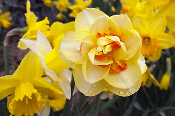 Image showing Daffodil (Narcissus plant)