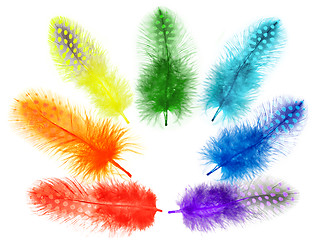 Image showing Guinea fowl feathers are painted in bright colors of the rainbow