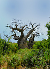 Image showing Old Barren Tree