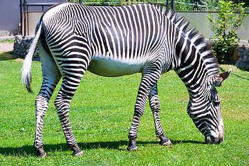 Image showing Zebra