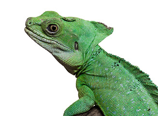 Image showing Plumed basilisk