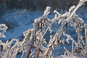 Image showing Winter forest