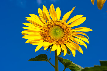 Image showing Sunflower