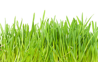 Image showing Green grass