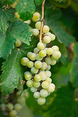 Image showing Grapes