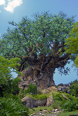 Image showing Old Carved Tree