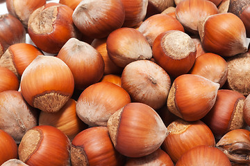 Image showing Hazelnuts or filbert