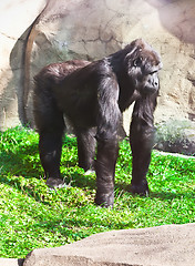 Image showing Gorilla